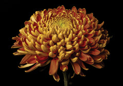 Chrysanthemum